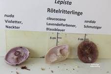 Schmutziger Rötelritterling, Foto 18