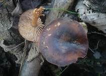 Schneerübling, Foto 6