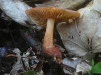 Schneerübling, Foto 9