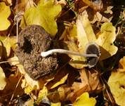 Schneeweißer Dungtintling, Foto 12