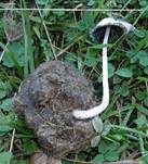 Schneeweißer Dungtintling, Foto 13