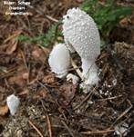 Schneeweißer Dungtintling, Foto 6