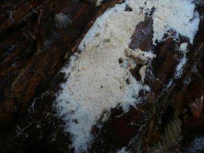 Schneeweißer Stachelsporling, Foto 4