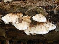 Schöner Stachelseitling, Foto 8