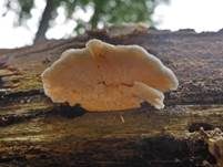 Schöner Stachelseitling, Foto 11