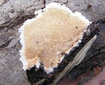Schönfarbiger Porenschwamm, Foto 2