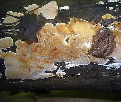 Schönfarbiger Porenschwamm, Foto 3