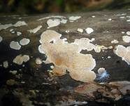 Schönfarbiger Porenschwamm, Foto 7