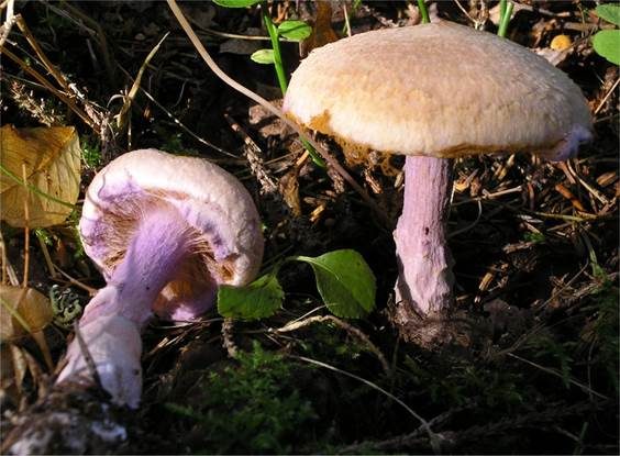 Schönstieliger Gürtelfuß, Foto 2