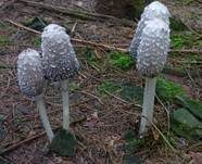 Schopftintling, Foto 14