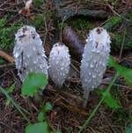 Schopftintling, Foto 19