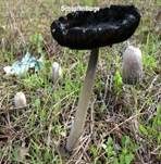 Schopftintling, Foto 26