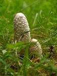 Schopftintling, Foto 30