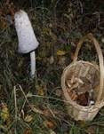 Schopftintling, Foto 32