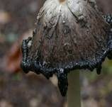 Schopftintling, Foto 36