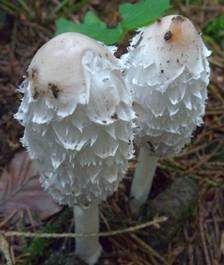 Schopftintling, Foto 6