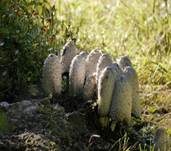 Schopftintling, Foto 43