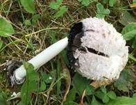 Schopftintling, Foto 44