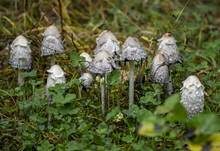 Schopftintling, Foto 58