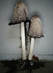 Schopftintling, Foto 78