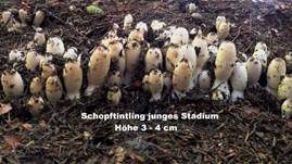 Schopftintling, Foto 79