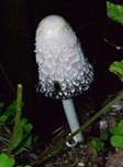 Schopftintling, Foto 11