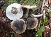 Schuppenstieliger Erd-Ritterling, Foto 25