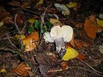 Schuppenstieliger Erd-Ritterling, Foto 5