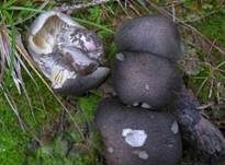Schuppenstieliger Erd-Ritterling, Foto 6
