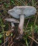 Schuppenstieliger Erd-Ritterling, Foto 8