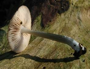 Blaustieliger Dachpilz, Foto 2