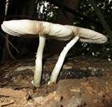 Blaustieliger Dachpilz, Foto 12