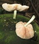 Blaustieliger Dachpilz, Foto 13