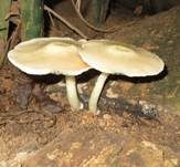 Blaustieliger Dachpilz, Foto 14
