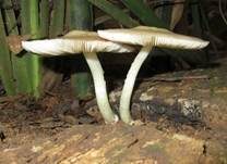 Blaustieliger Dachpilz, Foto 15