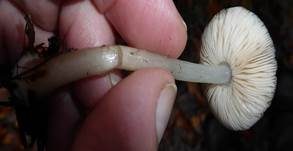 Blaustieliger Dachpilz, Foto 17