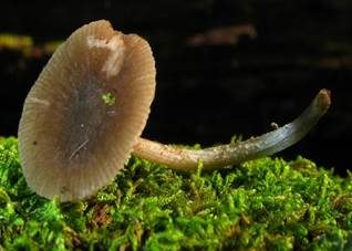 Blaustieliger Dachpilz, Foto 5