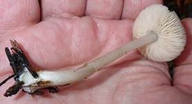Blaustieliger Dachpilz, Foto 7