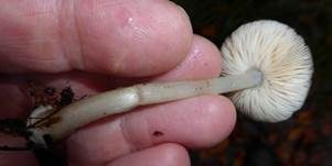 Blaustieliger Dachpilz, Foto 10