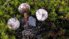 Schuppiger Stielbovist, Foto 5