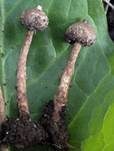 Schuppiger Stielbovist, Foto 8