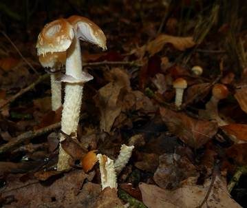 Schuppiger Träuschling, Foto 3