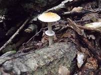 Schuppiger Träuschling, Foto 23