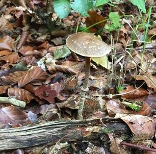 Schuppiger Träuschling, Foto 6