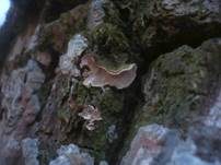 Schüsselförmige Mehlscheibe, Foto 8