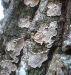 Schüsselförmige Mehlscheibe, Foto 9