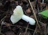 Schwachfleckender Täubling, Foto 6