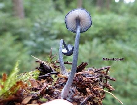 Blaustieliger Rötling, Foto 2