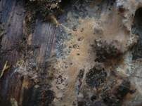 Schwammiges Filzgewebe, Foto 8