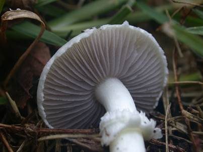 Schwarzblättriger Träuschling, Foto 3